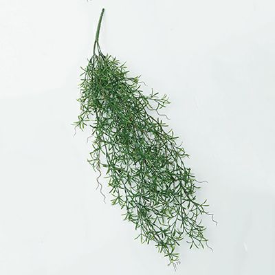 ホヤハンギングブッシュ