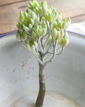 多肉植物のアートフラワー