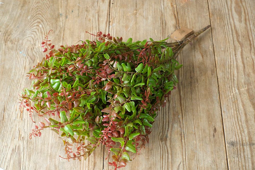 フェイクグリーン