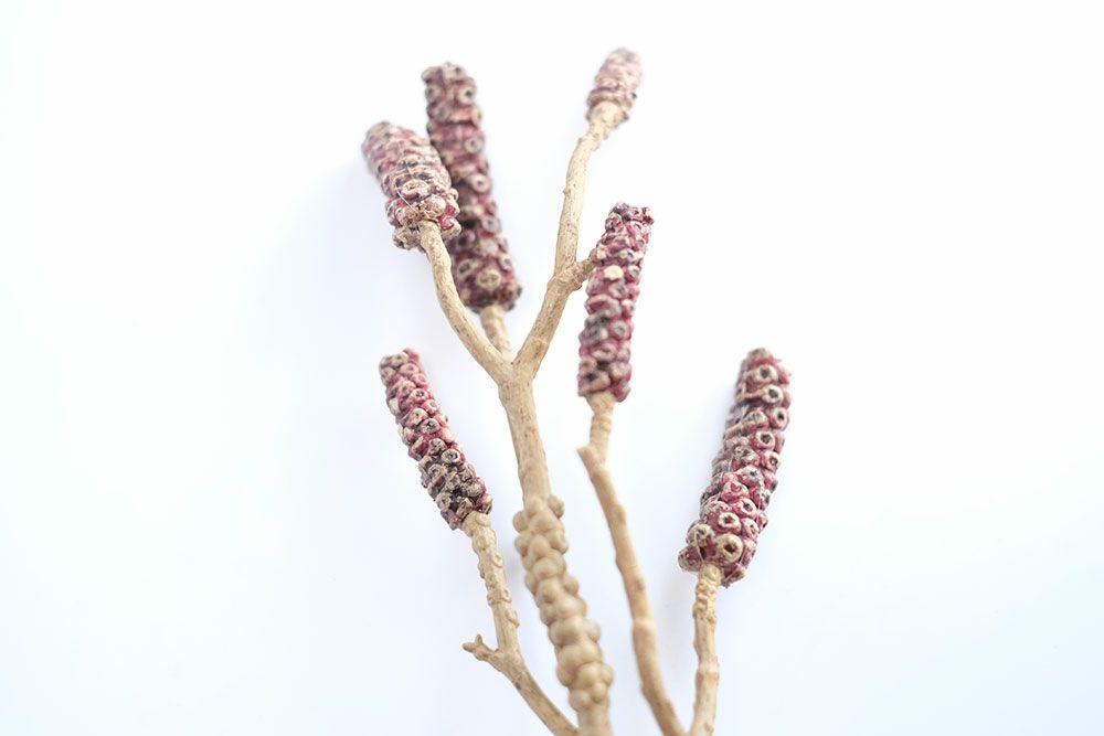 ブラシの木の造花