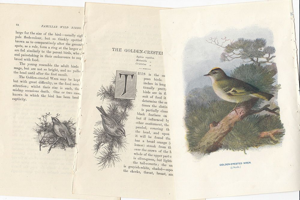 アンティーク鳥の挿絵1903'