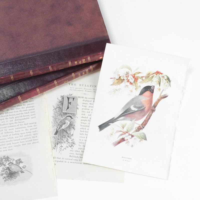 アンティーク鳥の挿絵1903' イギリス アーチボルド・ソーバーン