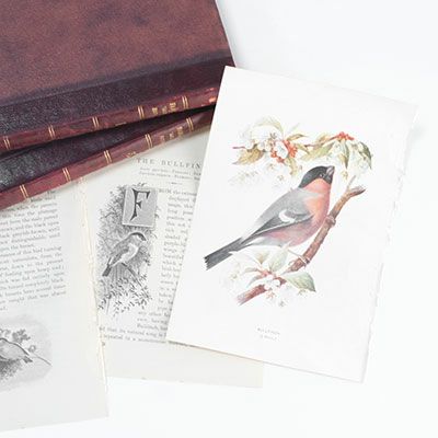 イギリスの「FAMILIAR WILD BIRDS」の野鳥イラストページセット