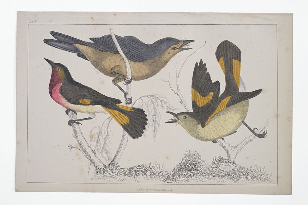アンティークリトグラフ Fullarton社 野鳥原画　1853年