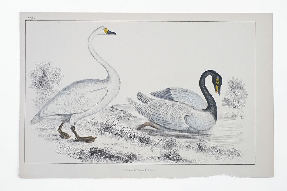 アンティークリトグラフ Fullarton社 野鳥原画　1853年