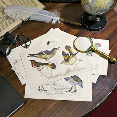 アンティークリトグラフ Fullarton社 野鳥原画 1853年 カラー版画絵の通販 アンティークショップMALTOオンライン