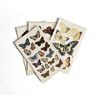 イギリスの蝶のリトグラフ版画絵
