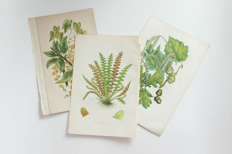 アンティークボタニカルリトグラフAnne Pratt 秋の植物