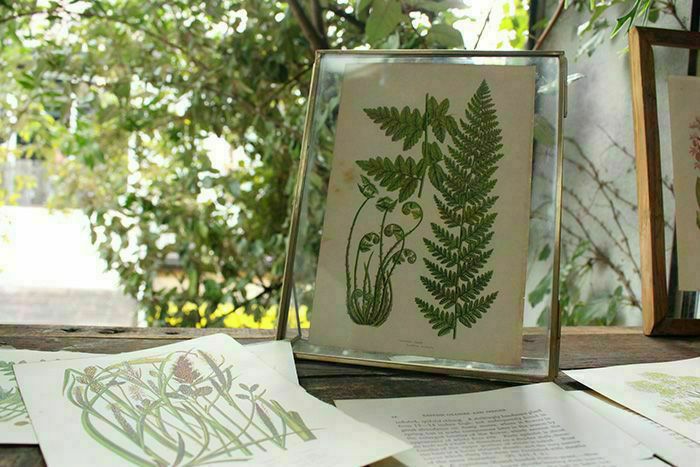アンティークボタニカルリトグラフAnne Pratt 秋の植物版画絵