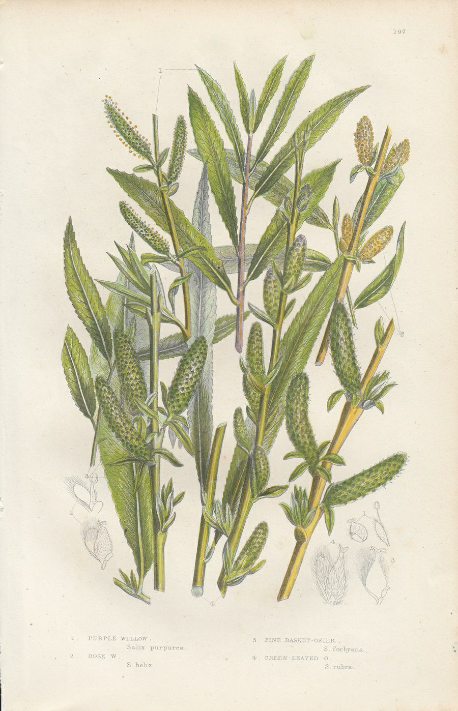アンティークボタニカルリトグラフ『Anne Pratt 秋の植物』