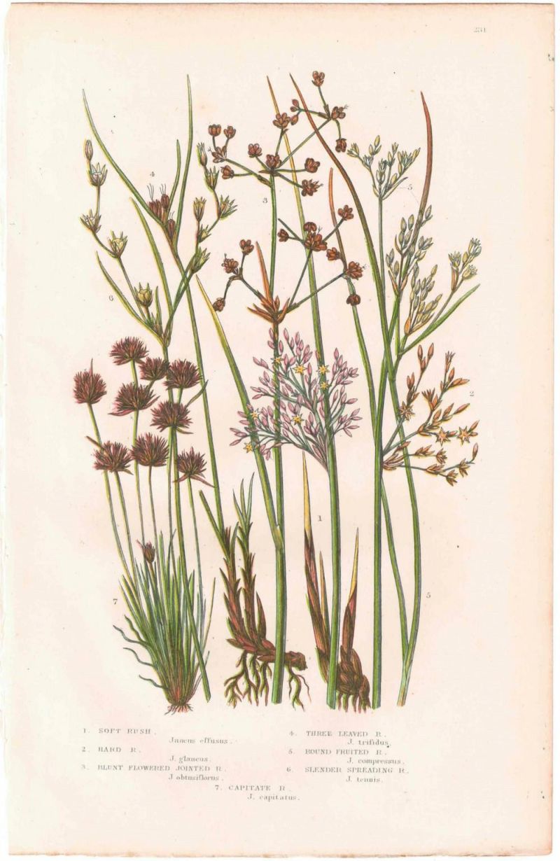 アンティークボタニカルリトグラフ『Anne Pratt 秋の植物とシダ』100年 