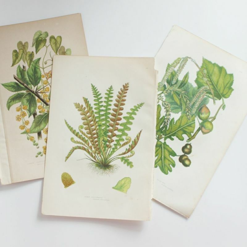 アンティークボタニカルリトグラフ『Anne Pratt 秋の植物とシダ』100年以上前に描かれた色彩が美しい植物画の通販  アンティークショップMALTOオンライン