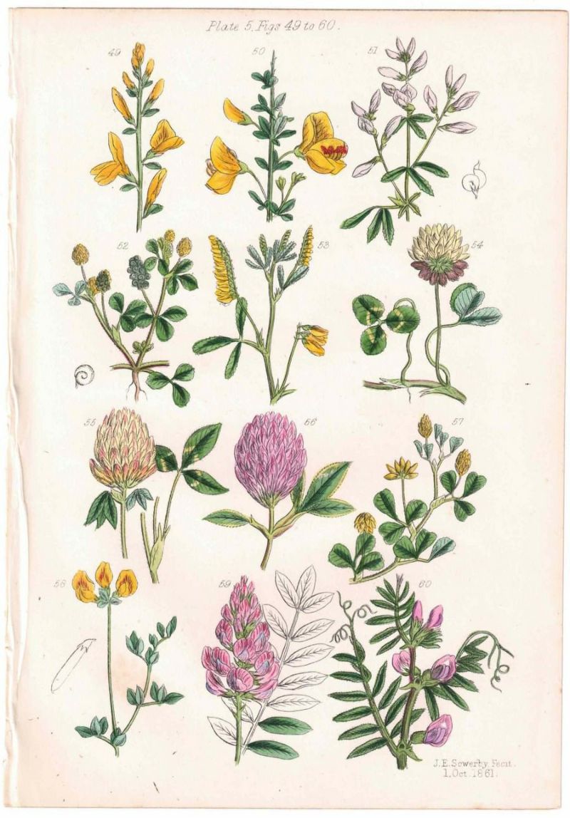アンティーク花図鑑のページ
