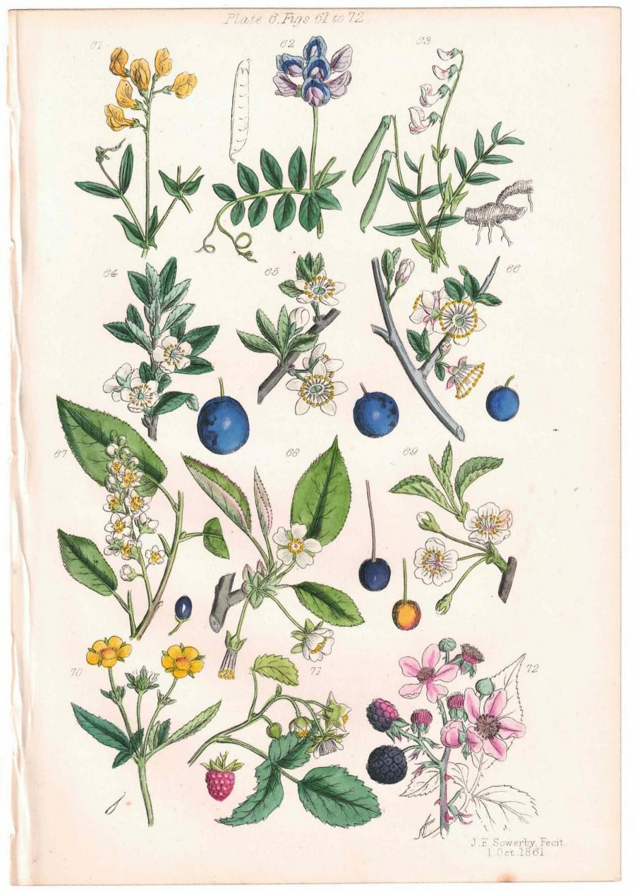 アンティークリトグラフ 花図鑑 ヴィクトリア時代 植物図鑑の通販