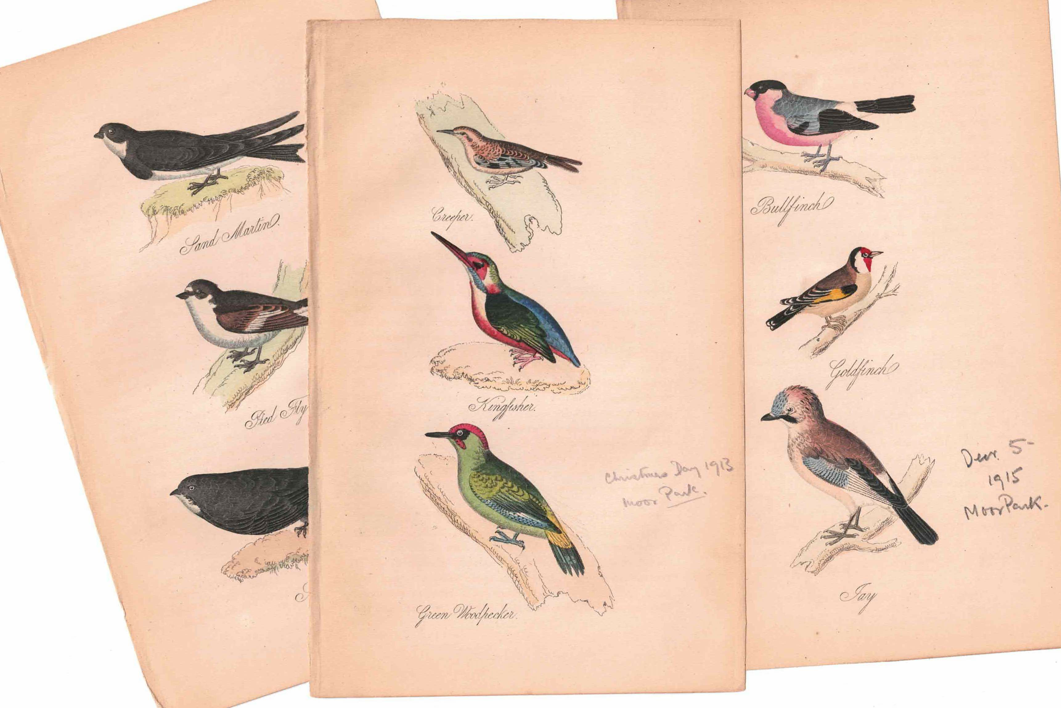アンティークリトグラフ 鳥 カラー版画絵 一点もの 1915年