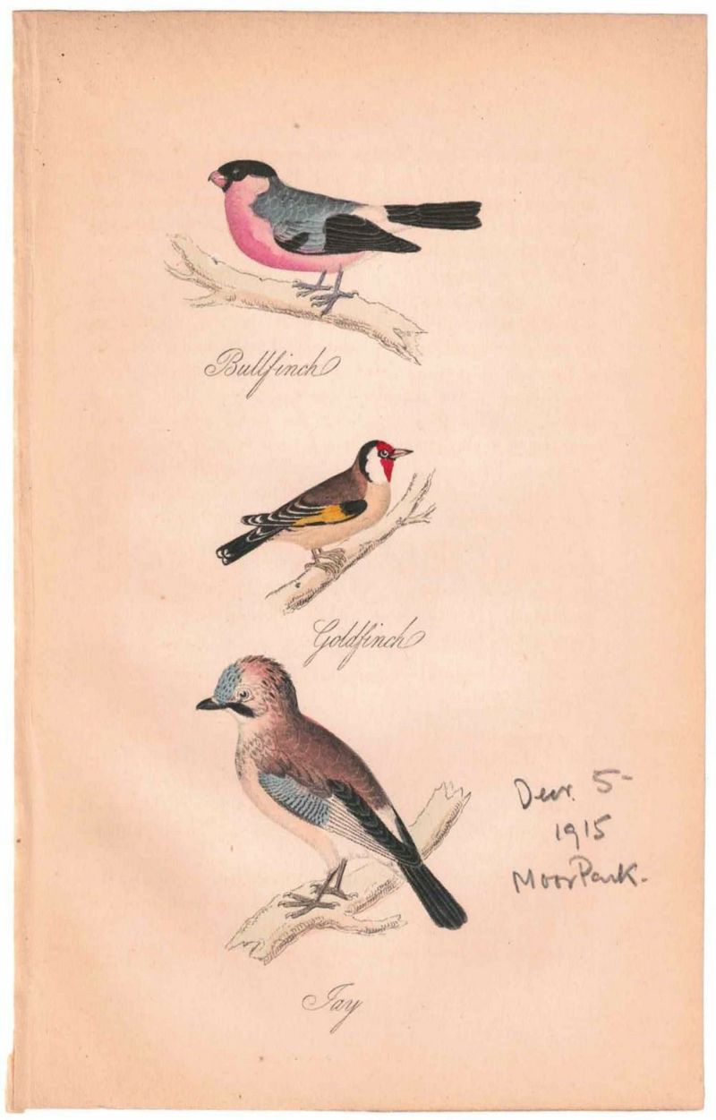 アンティークリトグラフ 鳥 カラー版画絵 一点もの 1915年の通販 