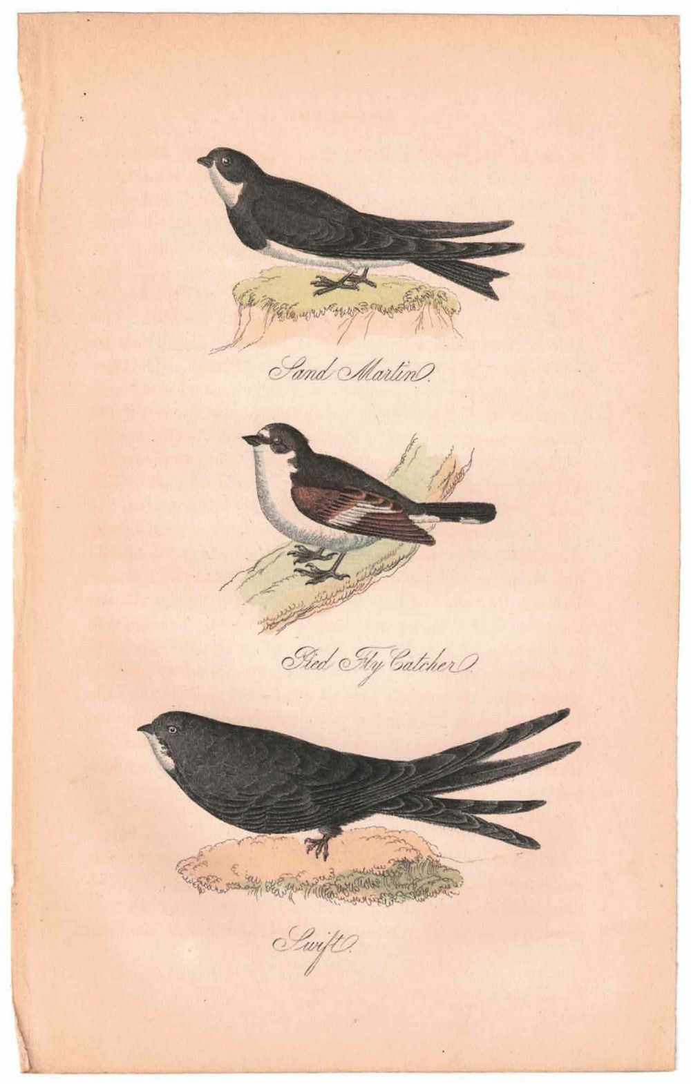アンティークリトグラフ 鳥 カラー版画絵 一点もの 1915年の通販 