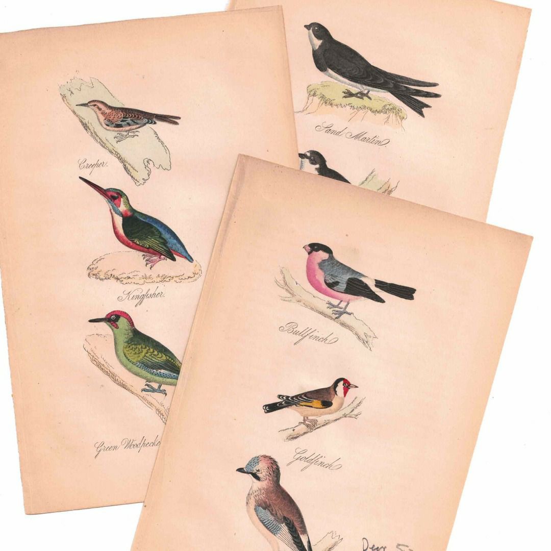 アンティークリトグラフ 鳥 カラー版画絵 一点もの 1915年の通販 