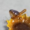 陶器のバードトレイ 花と小鳥 アクセサリー 収納