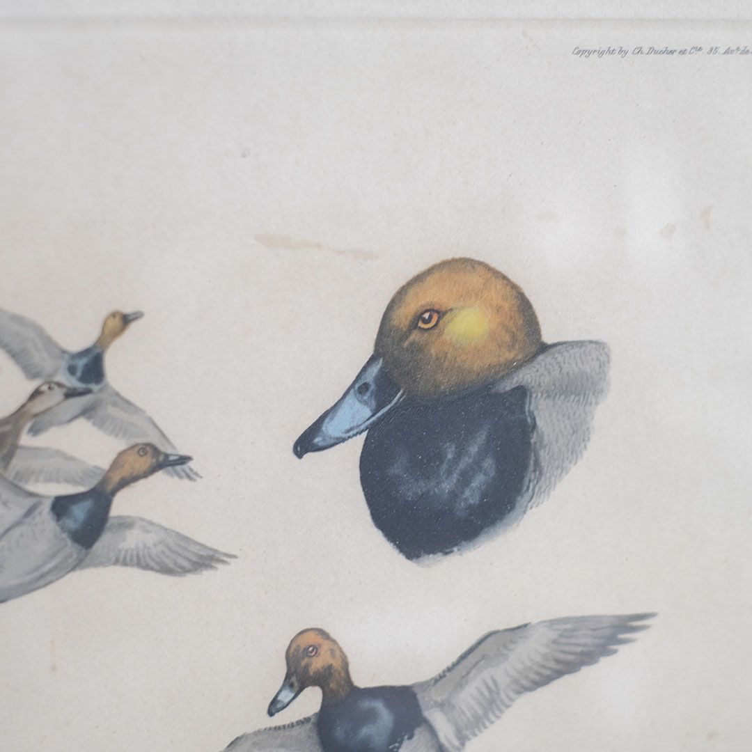 アンティーク リトグラフピクチャー 鴨 フランス
