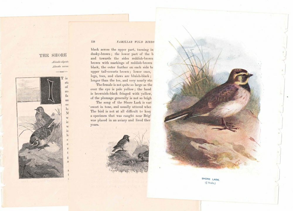 アンティーク鳥の挿絵1903' イギリス アーチボルド・ソーバーン プリント画1