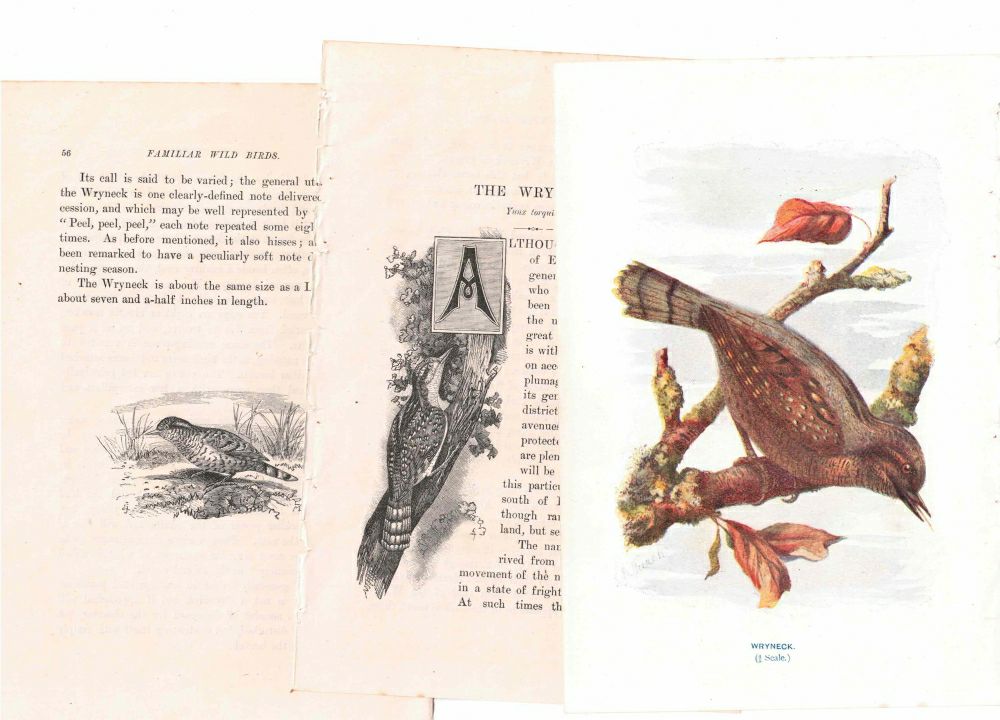 アンティーク鳥の挿絵1903' イギリス アーチボルド・ソーバーン プリント画1