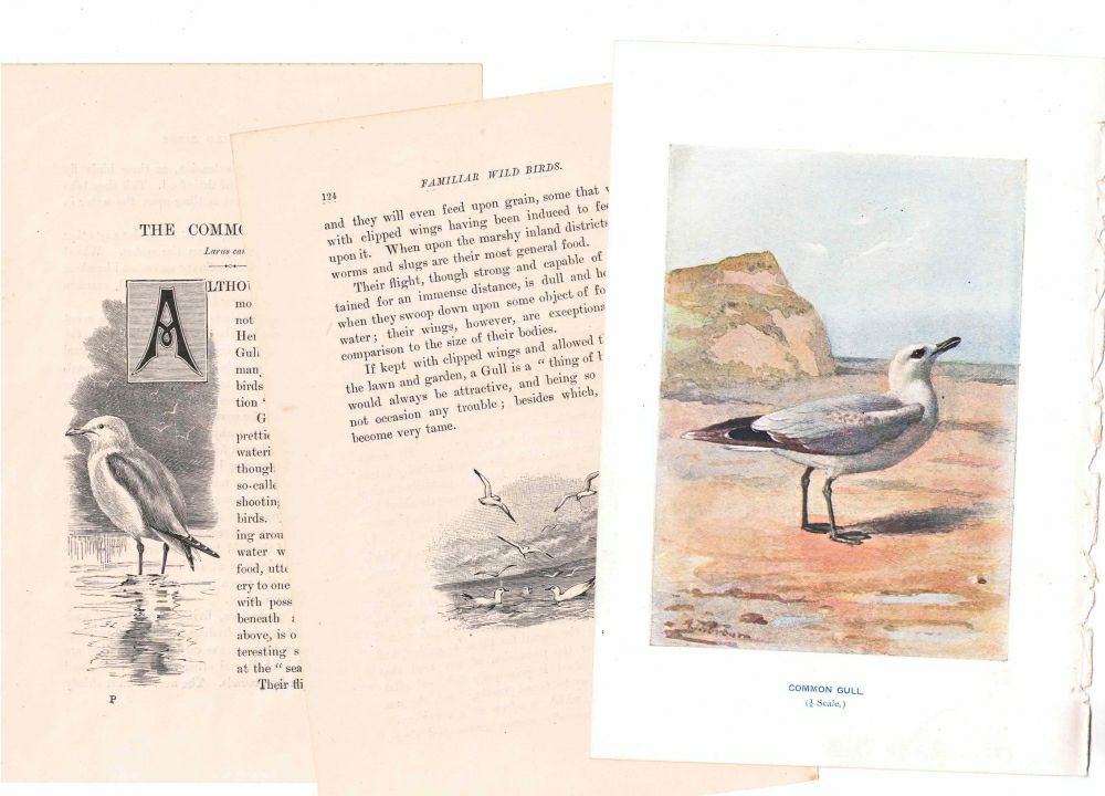アンティーク鳥の挿絵1903' イギリス アーチボルド・ソーバーン プリント画2