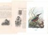 アンティーク鳥の挿絵1903' イギリス アーチボルド・ソーバーン プリント画3