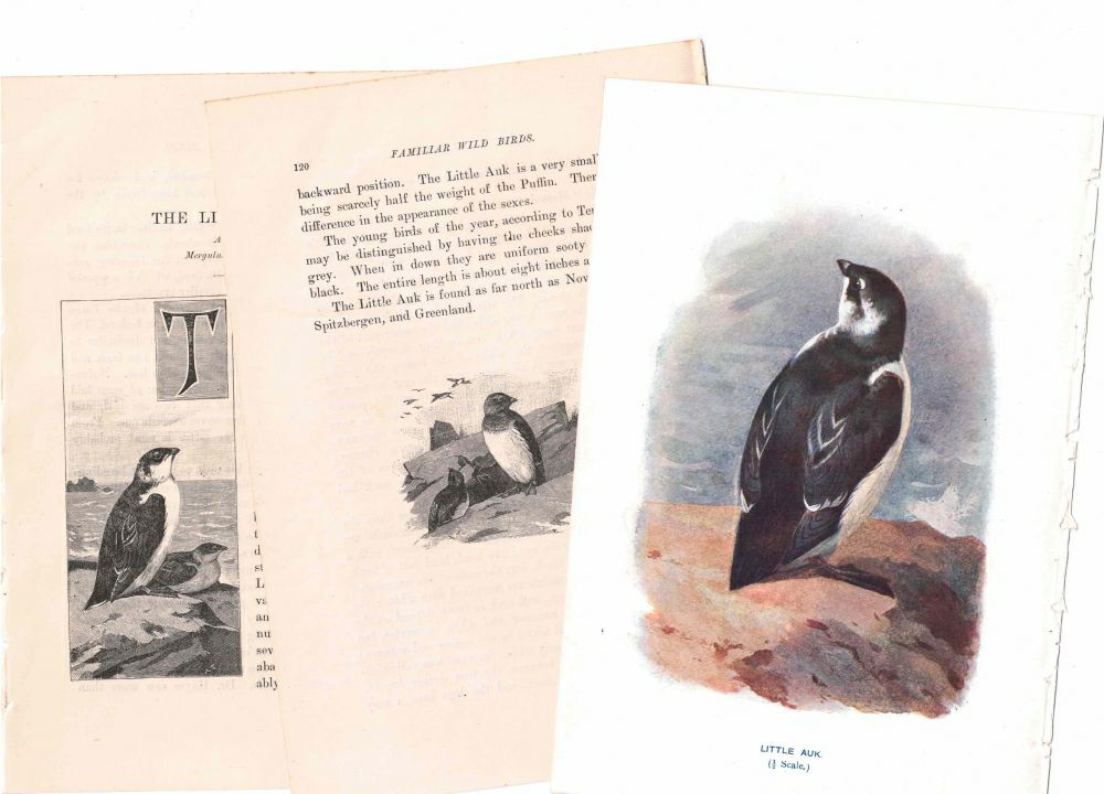 アンティーク鳥の挿絵1903' イギリス アーチボルド・ソーバーン プリント画3