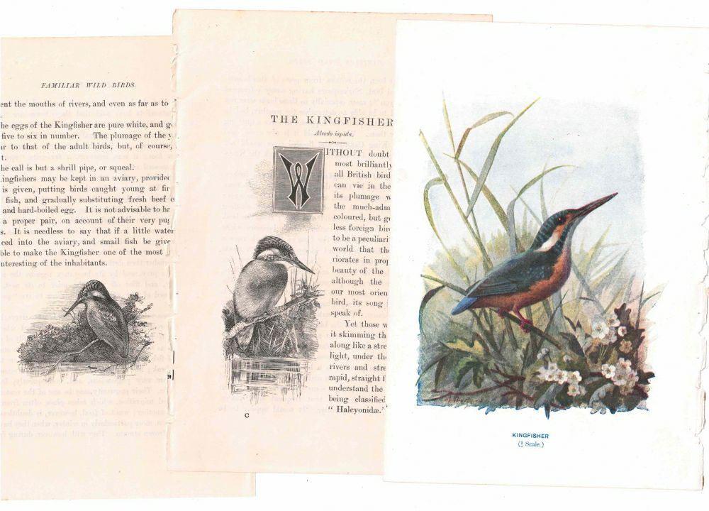 アンティーク鳥の挿絵1903' イギリス アーチボルド・ソーバーン プリント画3