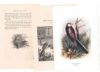 アンティーク鳥の挿絵1903' イギリス アーチボルド・ソーバーン プリント画4