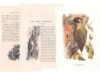 アンティーク鳥の挿絵1903' イギリス アーチボルド・ソーバーン プリント画4