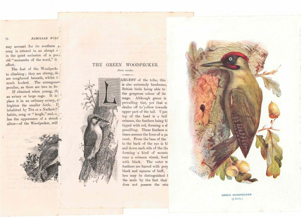 アンティーク鳥の挿絵1903' イギリス アーチボルド・ソーバーン プリント画4