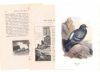 アンティーク鳥の挿絵1903' イギリス アーチボルド・ソーバーン プリント画5