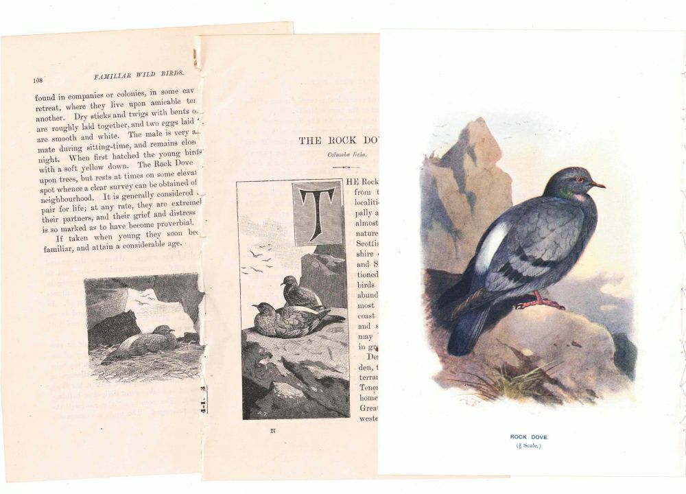 アンティーク鳥の挿絵1903' イギリス アーチボルド・ソーバーン プリント画5