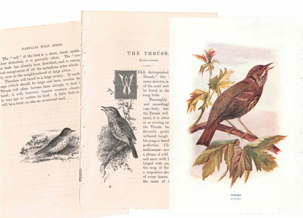 アンティーク鳥の挿絵1903' イギリス アーチボルド・ソーバーン プリント画5