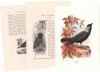 アンティーク鳥の挿絵1903' イギリス アーチボルド・ソーバーン プリント画6
