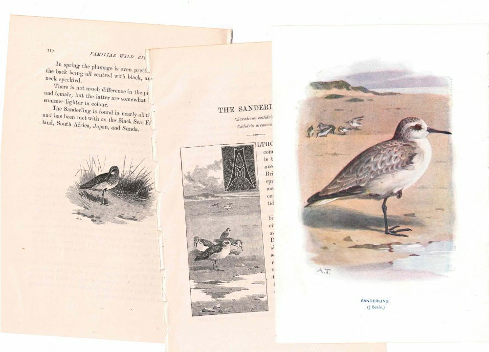アンティーク鳥の挿絵1903' イギリス アーチボルド・ソーバーン プリント画6