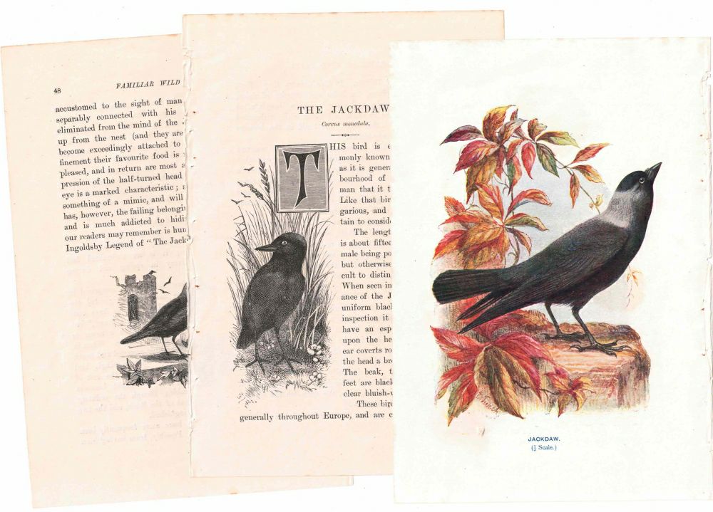 アンティーク鳥の挿絵1903' イギリス アーチボルド・ソーバーン プリント画6