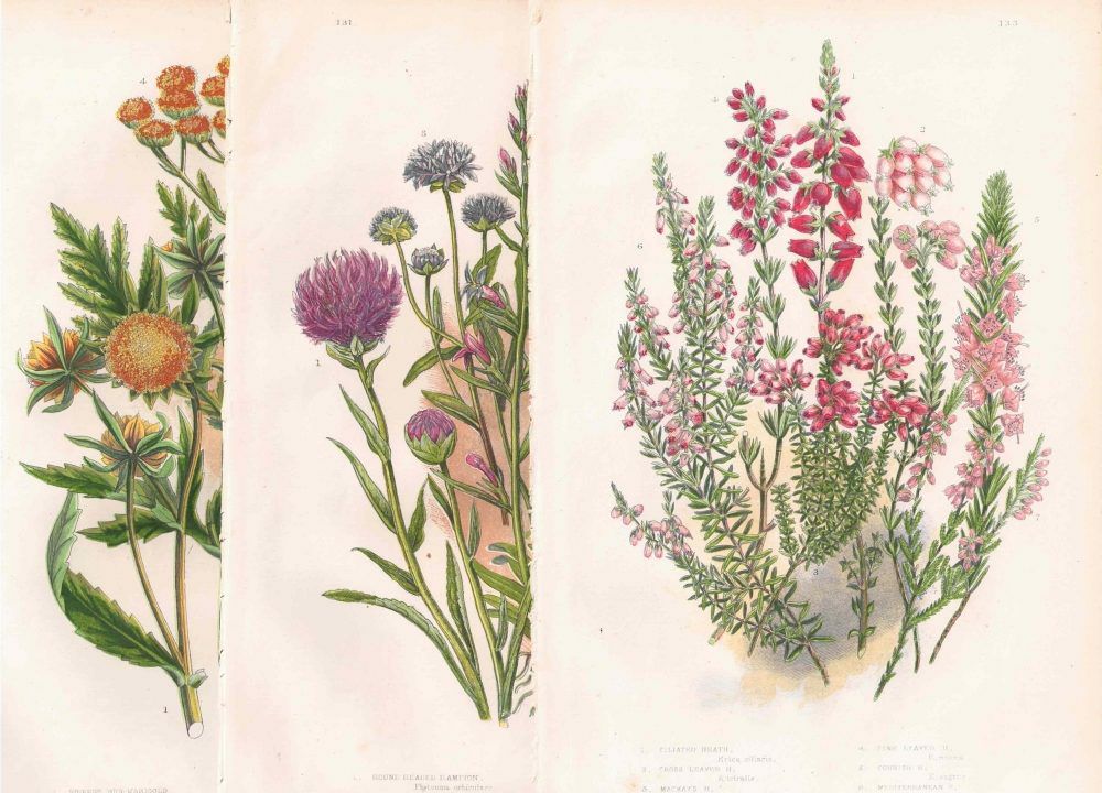 イギリスアンティークボタニカルリトグラフ『Anne Pratt 花』100年以上前に描かれた色彩が美しい植物画