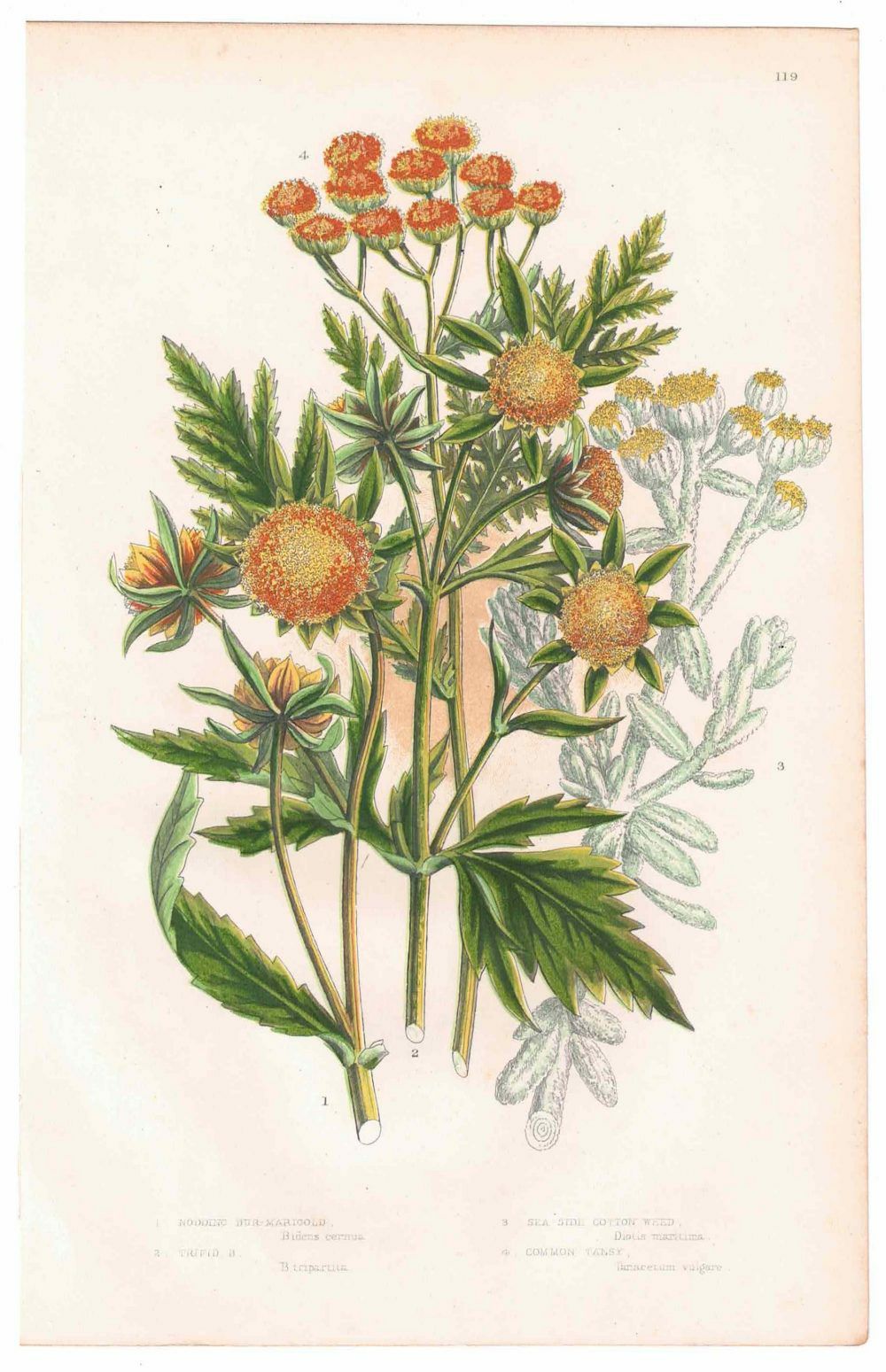 イギリスアンティークボタニカルリトグラフ『Anne Pratt 花』100年以上前に描かれた色彩が美しい植物画4