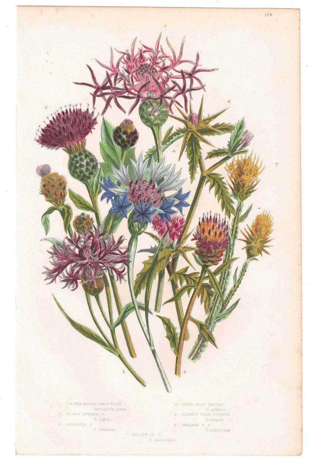 イギリスアンティークボタニカルリトグラフ『Anne Pratt 花』100年以上前に描かれた色彩が美しい植物画5