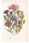 イギリスアンティークボタニカルリトグラフ『Anne Pratt 花』100年以上前に描かれた色彩が美しい植物画5