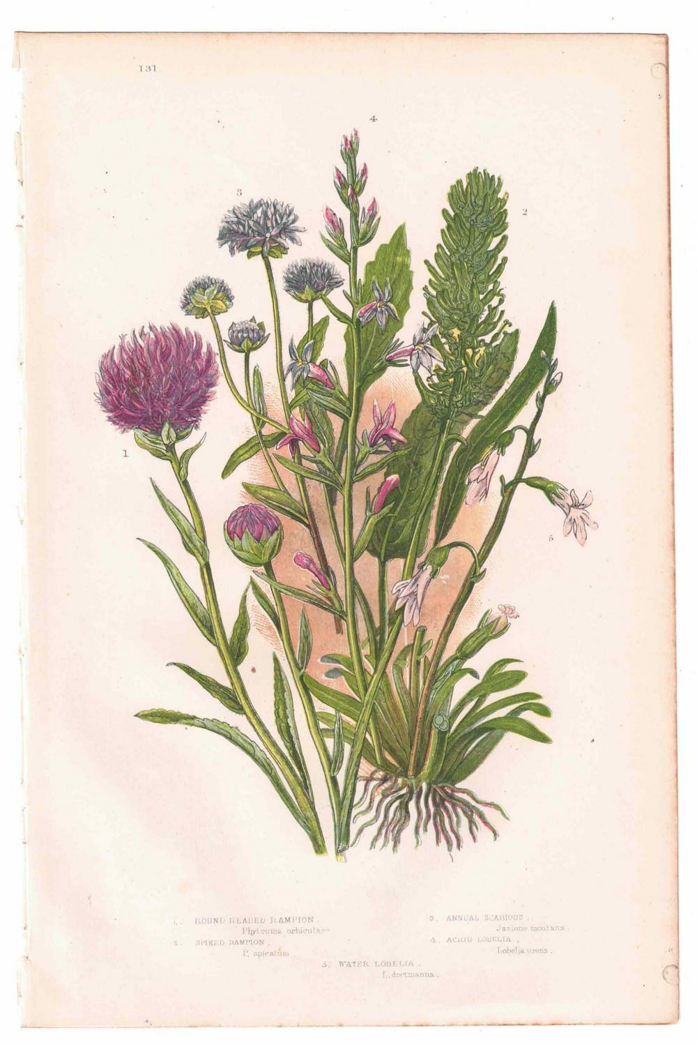 イギリスアンティークボタニカルリトグラフ『Anne Pratt 花』100年以上前に描かれた色彩が美しい植物画6