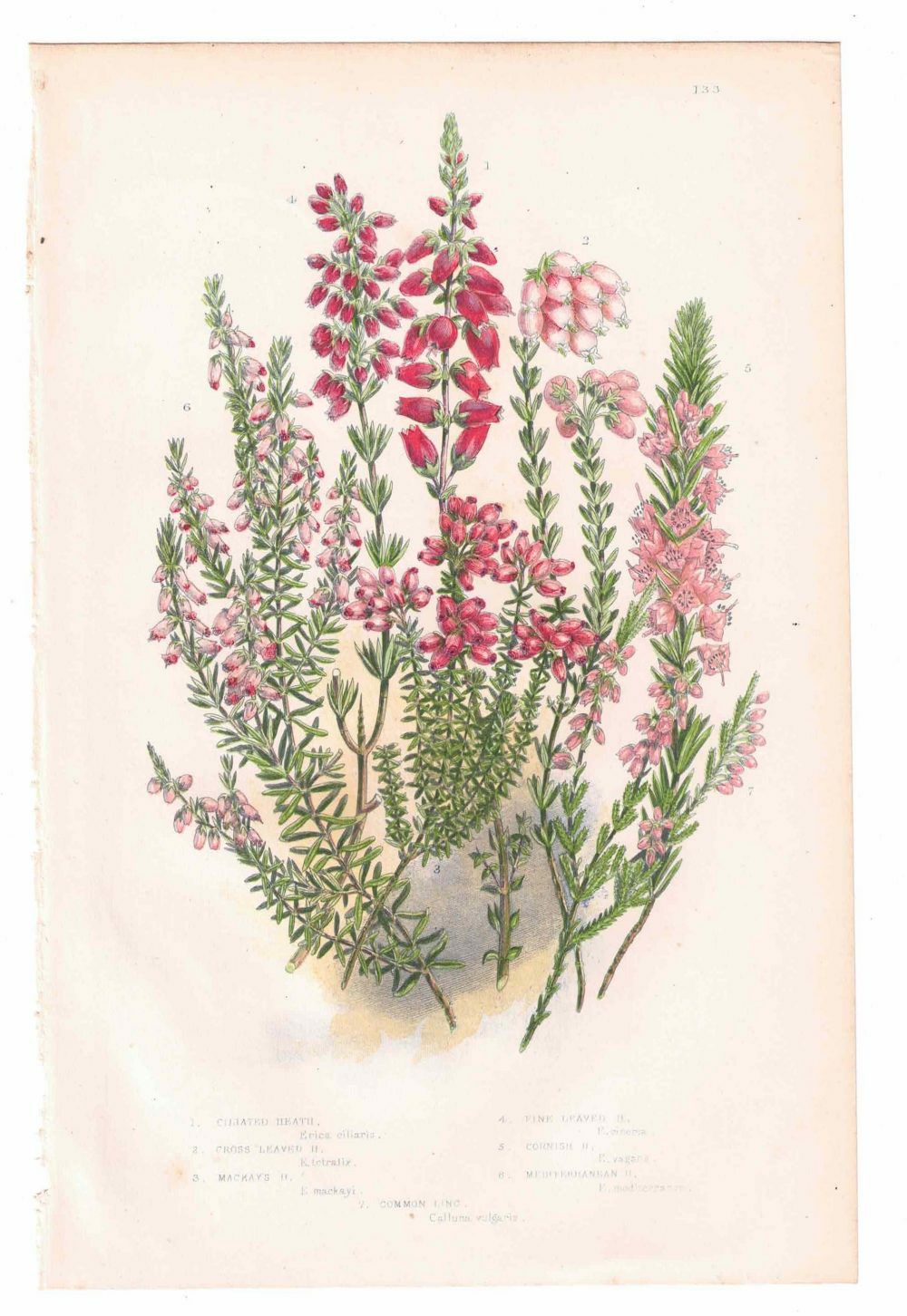 イギリスアンティークボタニカルリトグラフ『Anne Pratt 花』100年以上前に描かれた色彩が美しい植物画7