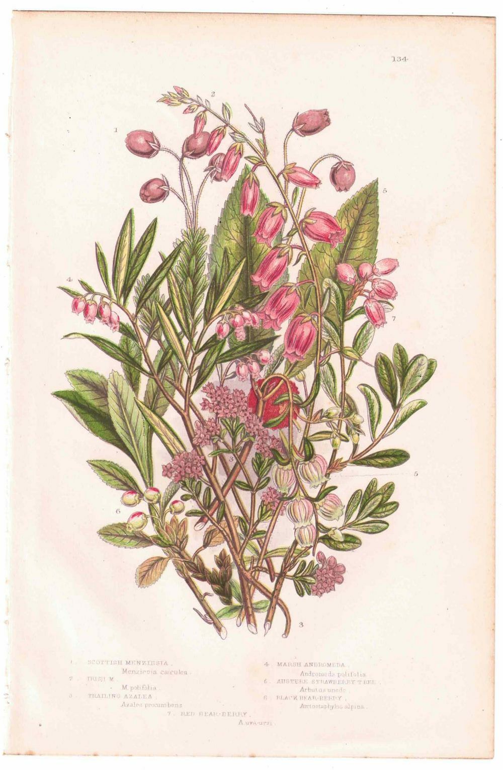 イギリスアンティークボタニカルリトグラフ『Anne Pratt 花』100年以上前に描かれた色彩が美しい植物画8