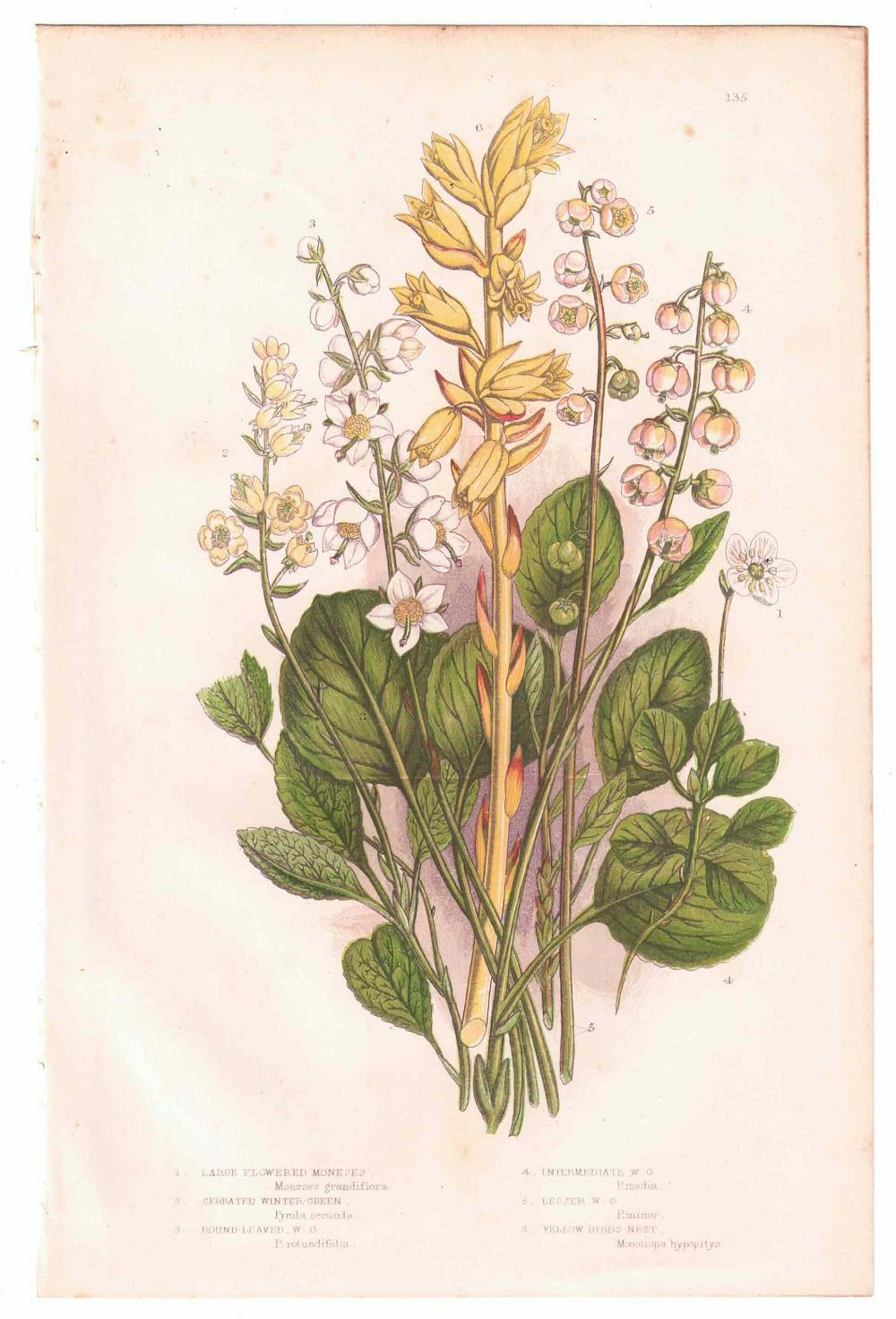 イギリスアンティークボタニカルリトグラフ『Anne Pratt 花』100年以上前に描かれた色彩が美しい植物画9