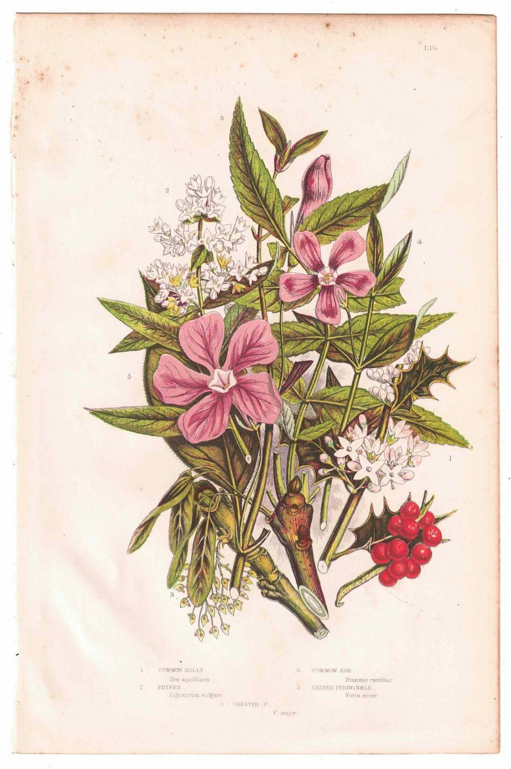 イギリスアンティークボタニカルリトグラフ『Anne Pratt 花』100年以上前に描かれた色彩が美しい植物画10