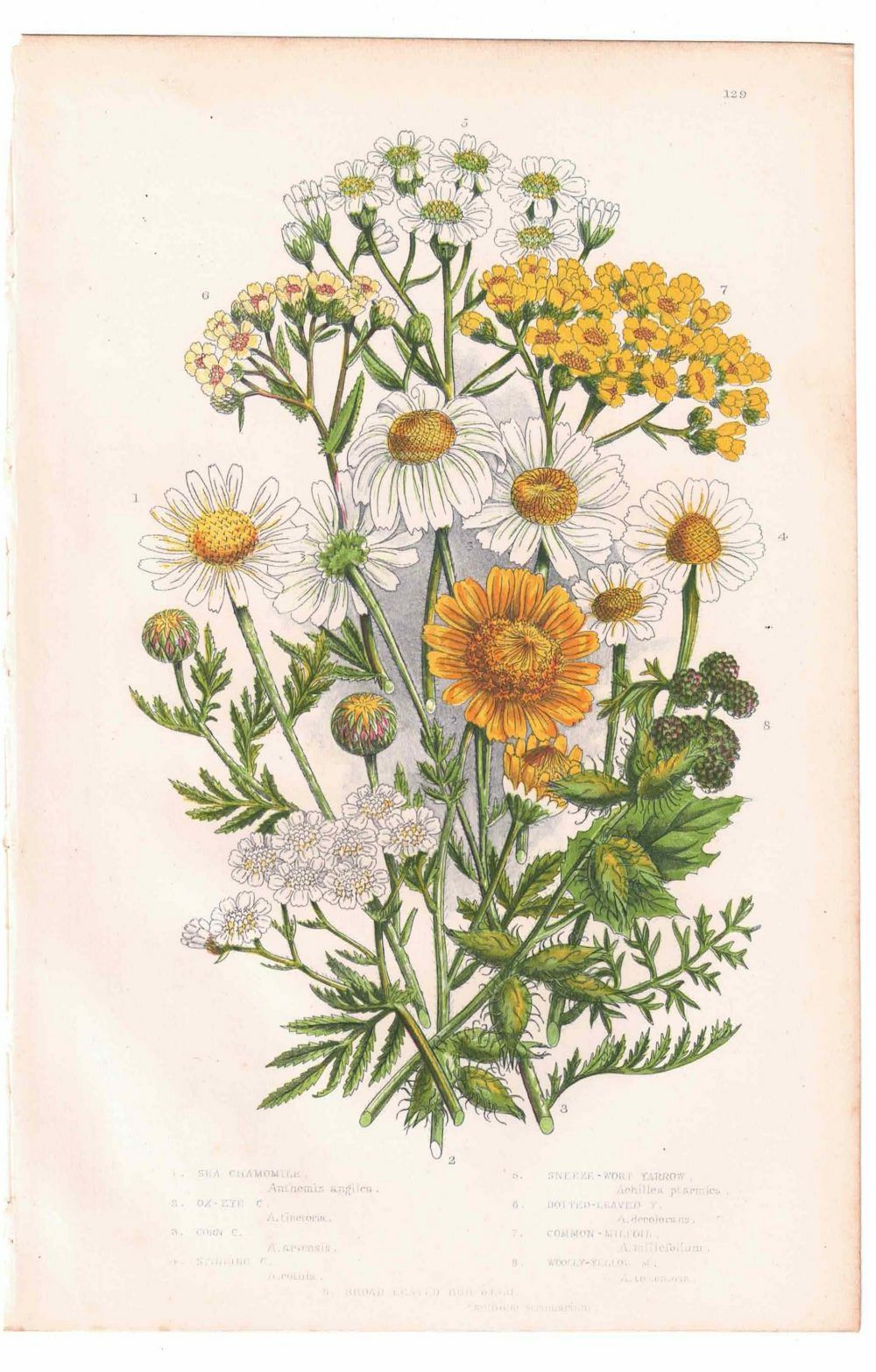 イギリスアンティークボタニカルリトグラフ『Anne Pratt 花』100年以上前に描かれた色彩が美しい植物画11