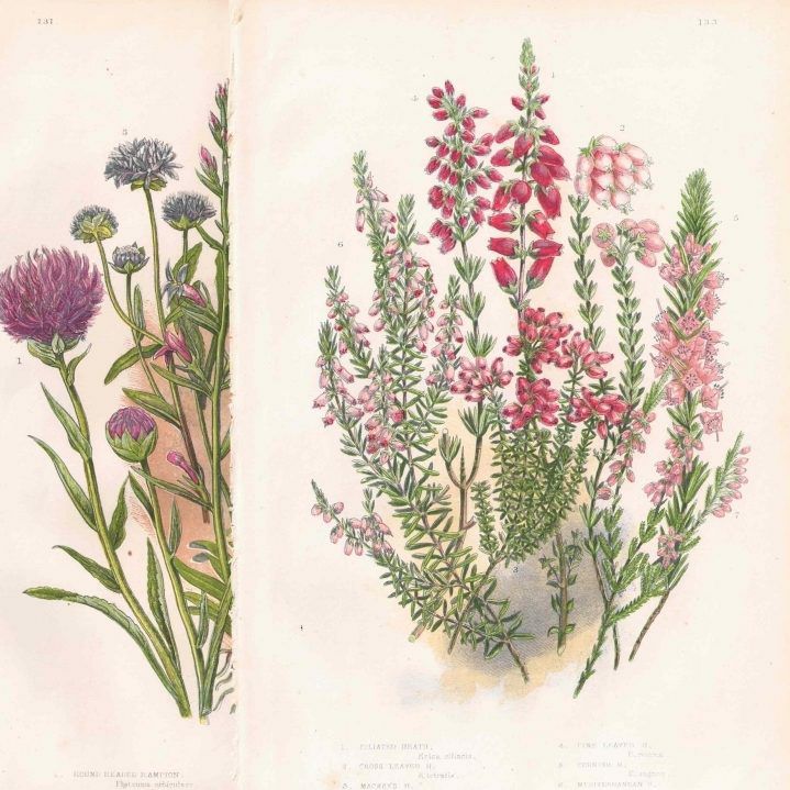 イギリスアンティークボタニカルリトグラフ『Anne Pratt 花』100年以上前に描かれた色彩が美しい植物画12